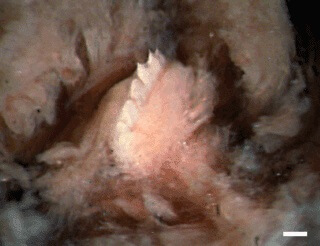 T. rex-iglen og tennene