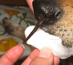 Hva i all verden er T. rex-iglen?