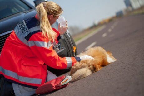 Ambulanseveterinær ivaretar en hund