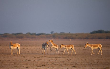Flere villeseler på slettene