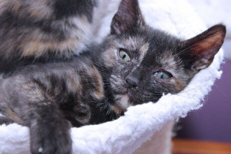 Dette er en tri-color calico-katt som hviler