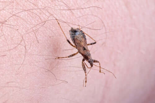 Chagas sykdom fører med seg ubehagelige symptomer, men er heldigvis enkelt å behandle.