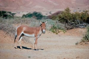 Har du hørt om det asiatiske villeselet?