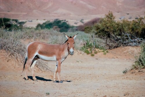 Har du hørt om det asiatiske villeselet?