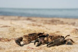 Forskjeller mellom krabber og fløyelskrabber