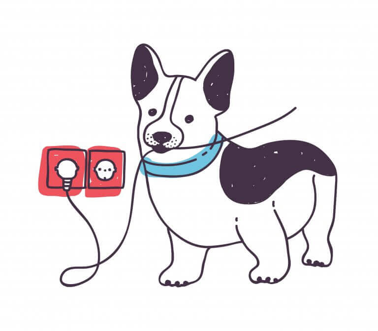 Hunder som tygger på elektriske kabler er en av de ulykkene som hyppigst rammer kjæledyr