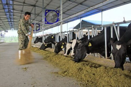 En mann som fôrer storfe