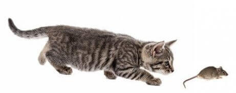 En katts jaktteknikk