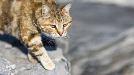 En katt som jakter byttet sitt