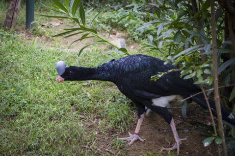 En nordhjelmhokko som kommer ut av buskene