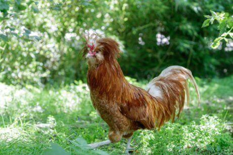 Rustfarget paduan-høns i en eng