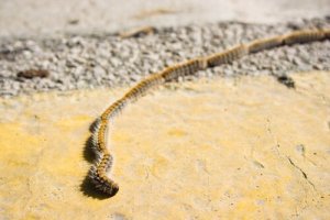 Interessante fakta om pinjeprosesjonsspinner