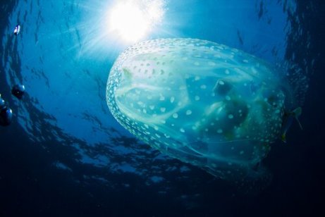 sjøveps ved havoverflaten