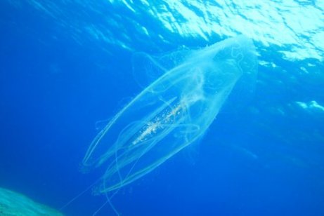 En sjøveps som flyter i havet