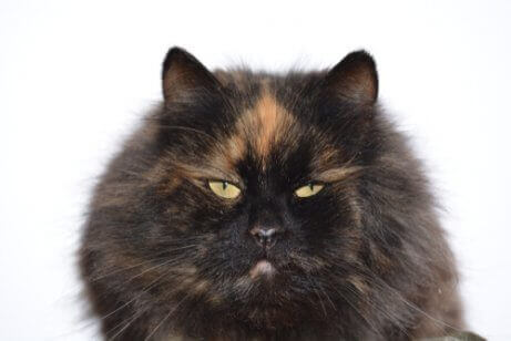 Dette er en langhåret svart og oransje calico-katt