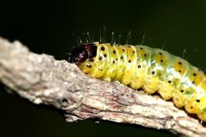 De syv vanligste sommerfugllarvene