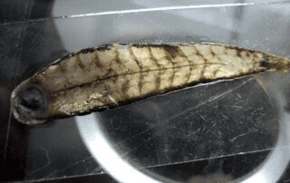 En Tyrannobdella rex på en petriskål