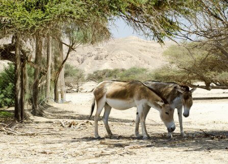 To asiatiske villesler som beiter