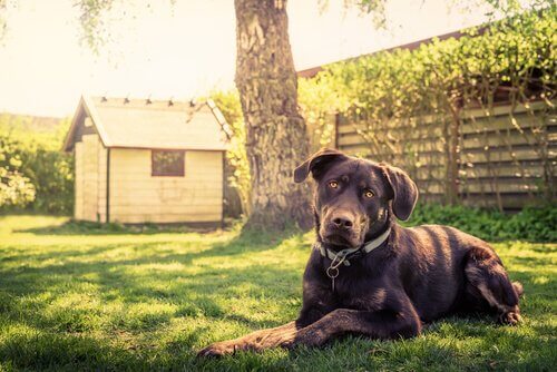 14 tips for å bygge hundehus på den riktige måten