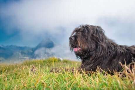 Bergamasco er en gjeterhund.