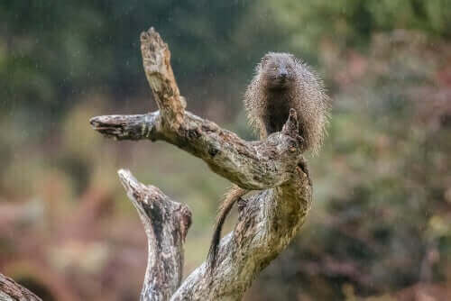 En herpestes-ichneumon (deres vitenskapelige navn) står på et tre.