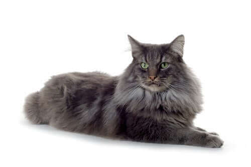 En mørkhåret katt ligger i et hvitt rom.