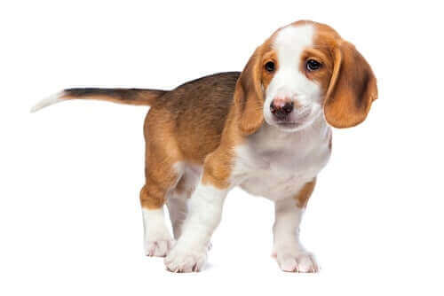 En søt westfalsk dachbracke.