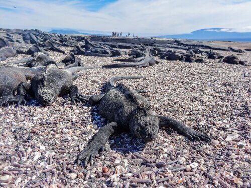 En haviguan på en strand.