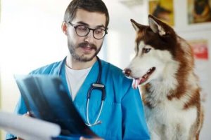 Hundesykdommer som er farlige for mennesker