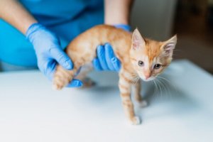 Katten min er gul: Gjenkjenn tegn på leversvikt hos katter