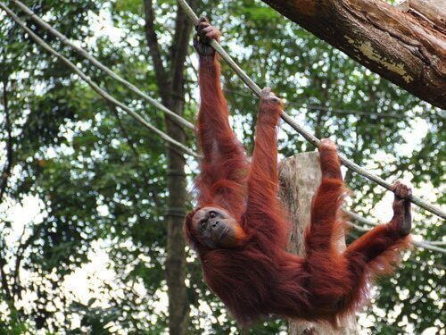Dette er Sumatraorangutang