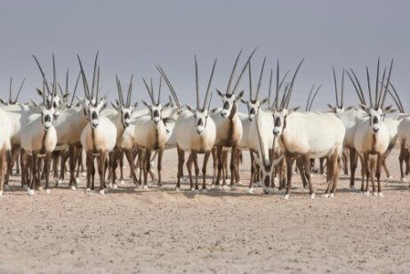 En flokk arabiaoryx