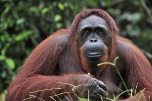 Bevaringsstrategier for borneoorangutang