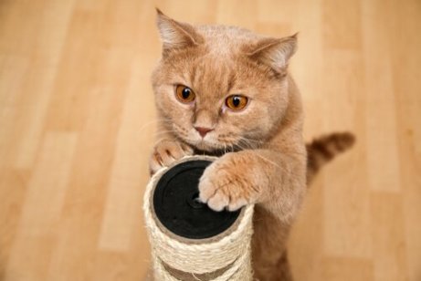 klorestativ er viktig for katter