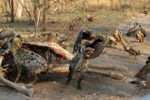 Eksempler på kleptoparasittisme og andre interessante fakta