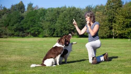 Lær hunden din å sitte med noen få enkle steg.