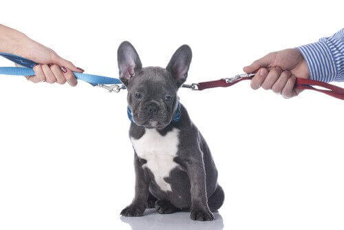 Separasjon eller skilsmisse: Hva vil skje med hunden min?