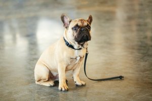 Tips for å hjelpe deg med å finne et mistet kjæledyr