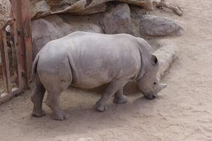 Er alle dyr i fare for utryddelse?