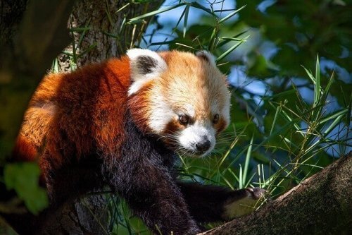 Den røde pandaen: Atferd og habitat - My Animals