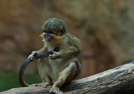 En dvergmarekatt på et tre