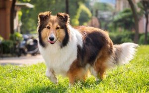 Karakteristikkene til Shetland sheepdog