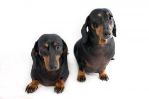 Lovligheten og reguleringene av transgene dyr