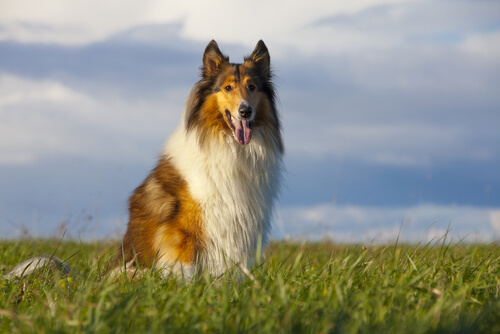 Collie
