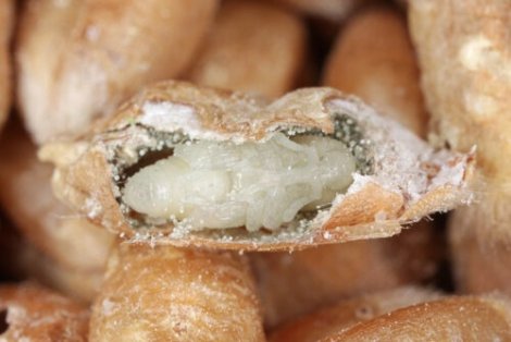 En kornsnutebille inne i et korn