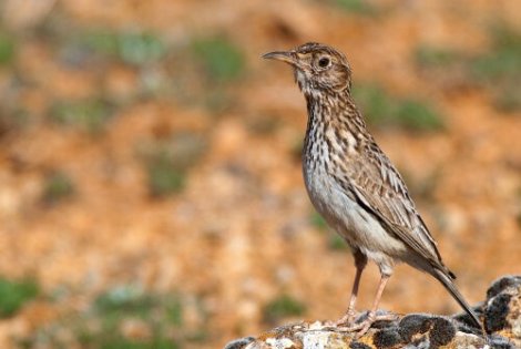 En nattlerke som følger med på noe
