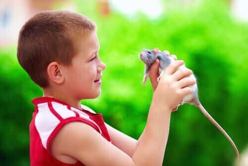 Rotter er kjæledyr for barn
