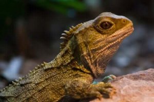 Reptilet broøgle: En levning fra dinosaurtiden