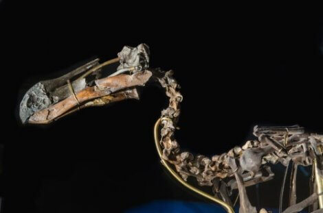 Et skjelett av en Raphus cucullatus