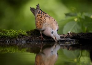 5 typer innfødte duer og villduer i Spania